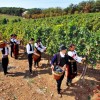 Días de vino y brandy de San Jorge