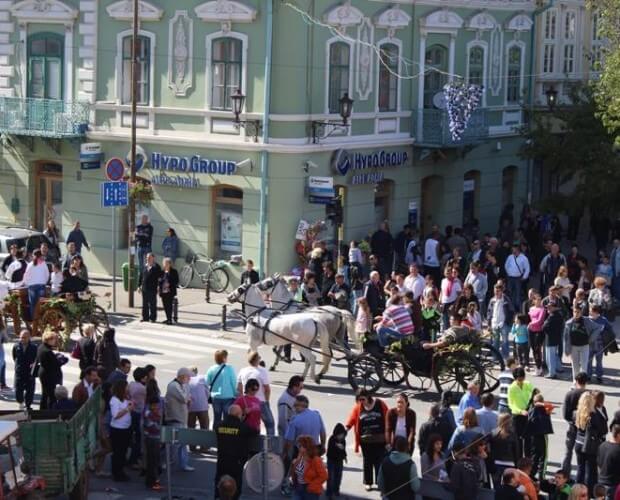 Días de la vendimia de la uva Vrsac