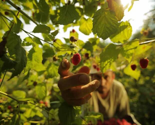 Organic Food Serbia