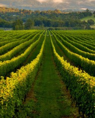 Smederevo landscapes wine region