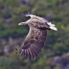 Serbia white tailed eagle