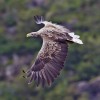 Serbia águila de cola blanca