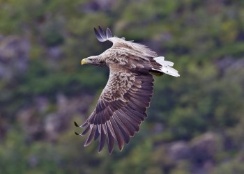 Sérvia águia de cauda branca