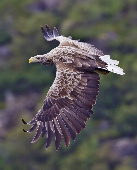 Serbia white tailed eagle