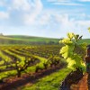 visita a la bodega de Serbia