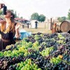 vin Vrsac et dégustation de raisin