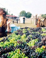 vinho Vrsac e degustação de uva