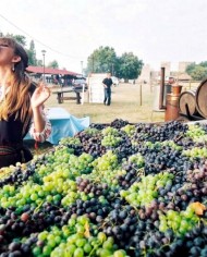 vino Vrsac e degustazione di uva