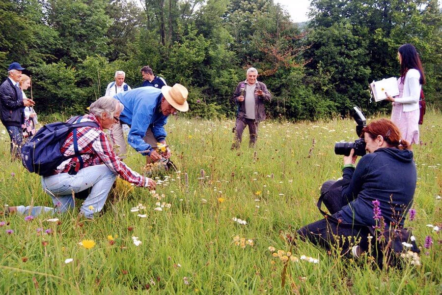 Herbs picking Serbia