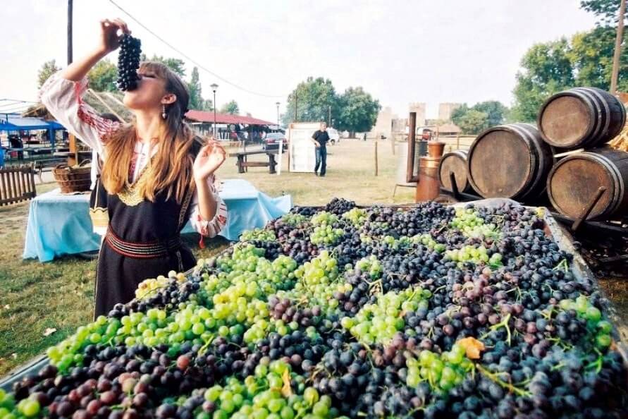 Vinification en Serbie