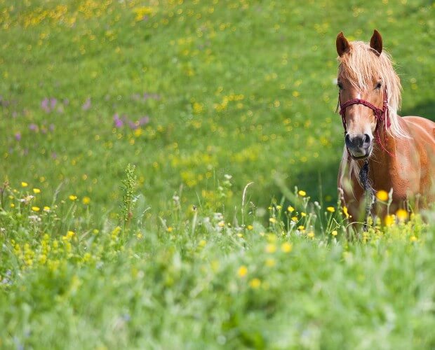 Serbien Natur Zobnatica Bauernhof