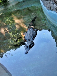 Belgrade Zoo alligator Muja