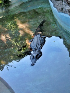 Belgrad Zoo Alligator Muja