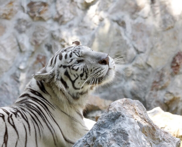Belgrad Zoo vit tiger