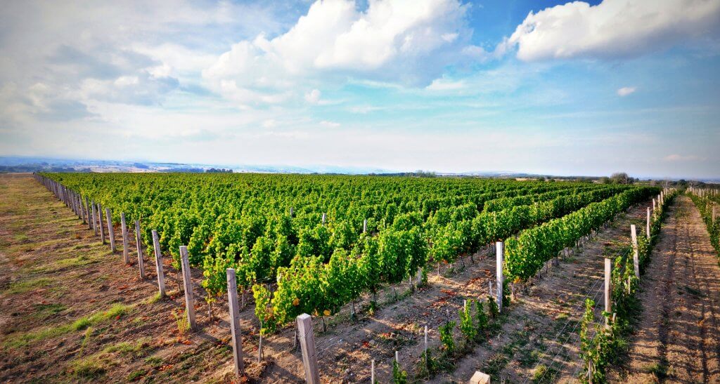 Matalj vineyard Serbia