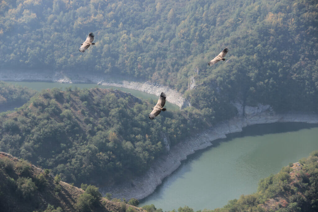 Uvac river Griffon vulture