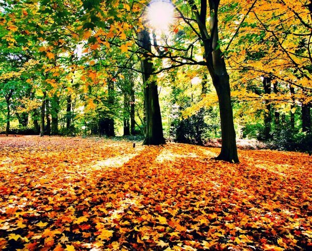 Tappeto autunnale nella foresta di Serbia