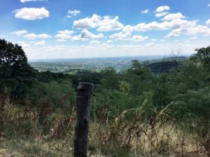 ノーヴィ・サッド地域のブドウ園