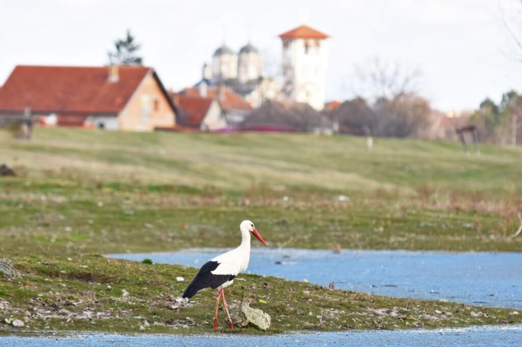 Storks are back