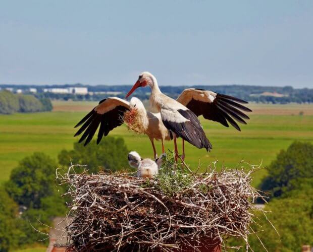 Storks vil være tilbake