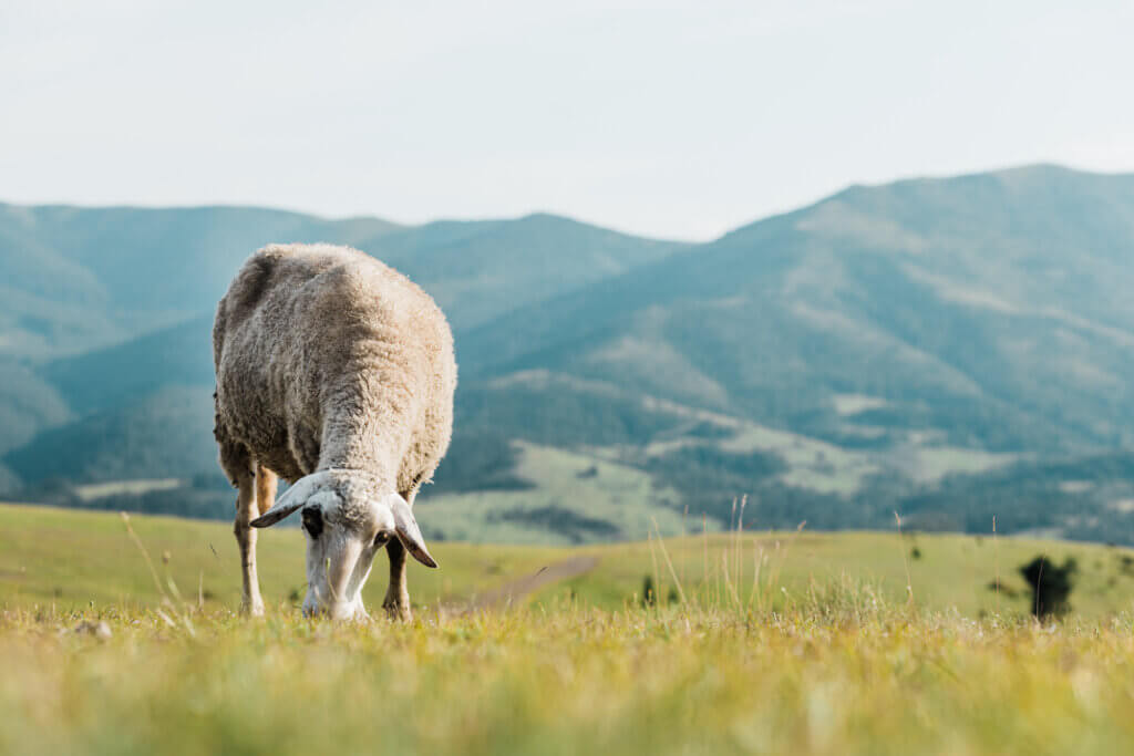 Ovejas comiendo hierba en un prado en un día de verano en la montaña Zlatibor